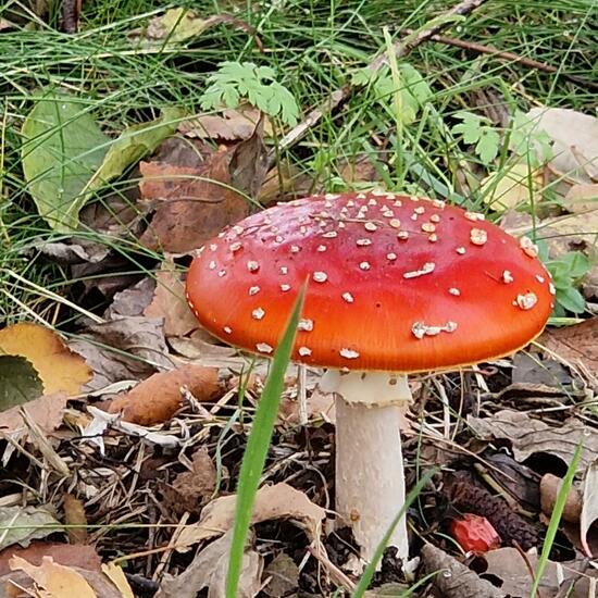 another species: Mushroom in habitat Grassland in the NatureSpots App