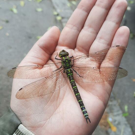 Southern Hawker: Animal in habitat City and Urban in the NatureSpots App