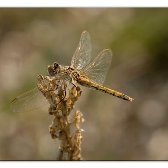 Red-veined darter: Animal in habitat Sandy coast in the NatureSpots App