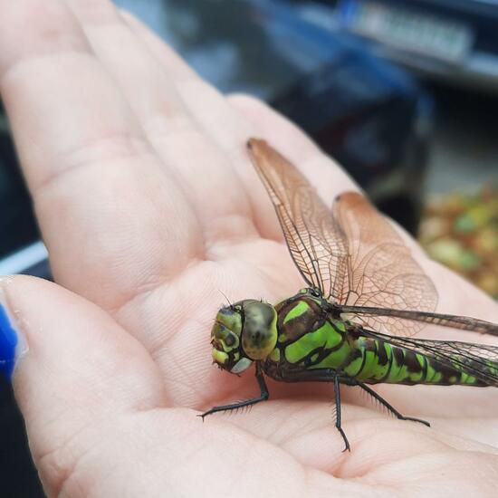 Southern Hawker: Animal in habitat City and Urban in the NatureSpots App