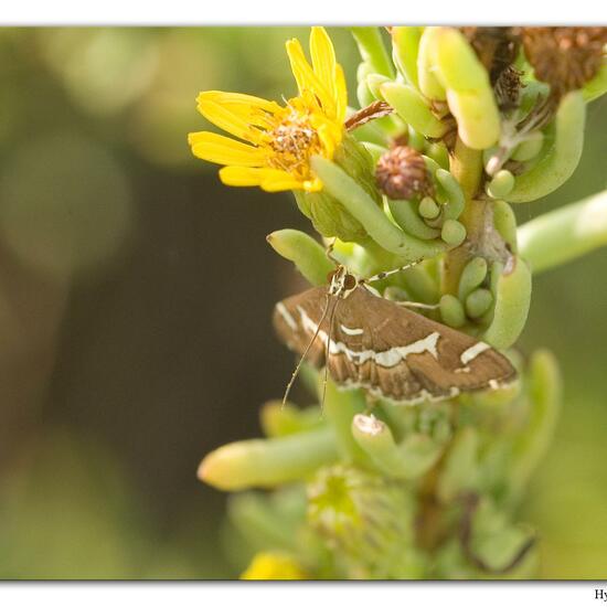 Spoladea recurvalis: Animal in habitat Sandy coast in the NatureSpots App