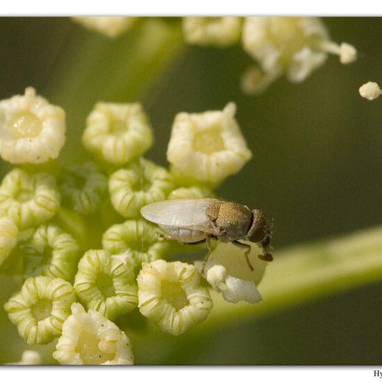 Hecamede albicans: Tier im Habitat Sandküste in der NatureSpots App