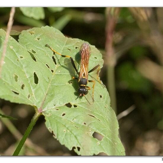 Sceliphron caementarium: Tier im Habitat Meere und Küsten in der NatureSpots App