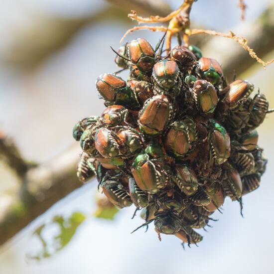 Draco lineatus: Tier in der Natur in der NatureSpots App