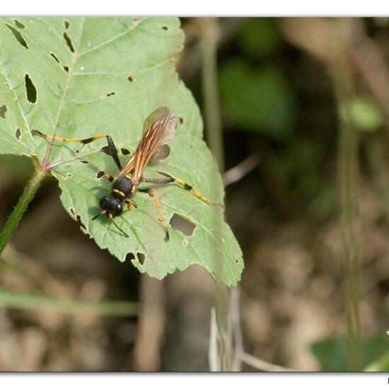 Sceliphron caementarium: Tier im Habitat Meere und Küsten in der NatureSpots App