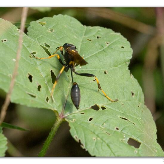 Sceliphron caementarium: Tier im Habitat Meere und Küsten in der NatureSpots App