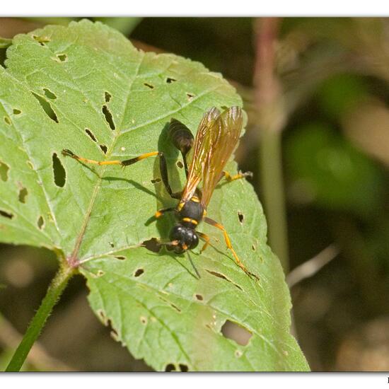 Sceliphron caementarium: Tier im Habitat Meere und Küsten in der NatureSpots App