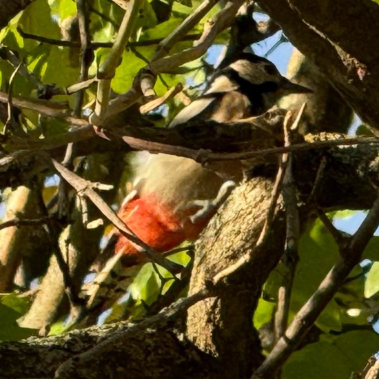 Buntspecht: Tier im Habitat Garten in der NatureSpots App