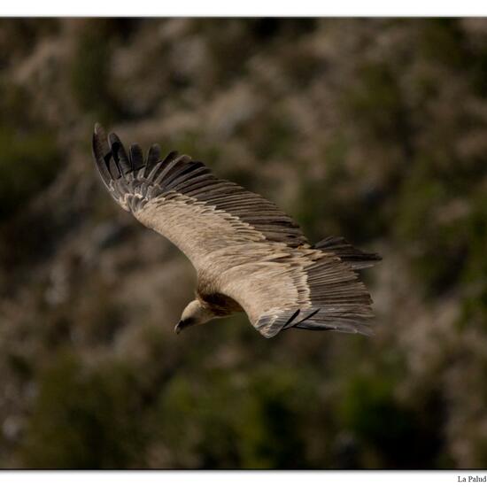 Griffon Vulture: Animal in habitat Rock areas in the NatureSpots App