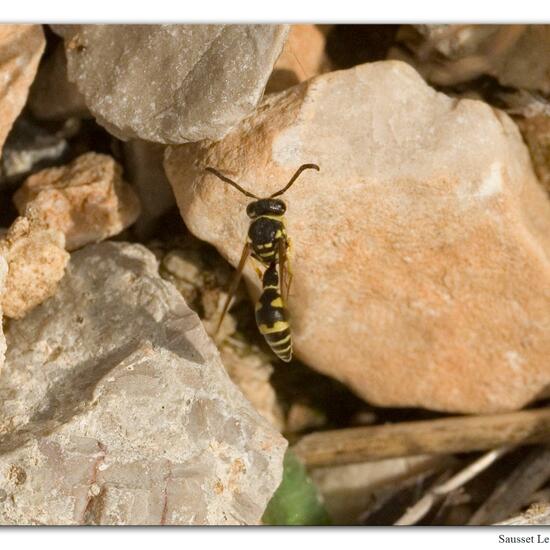 Eine unbekannte Art: Tier im Habitat Felsgebiet in der NatureSpots App