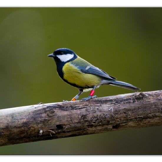 Kohlmeise: Tier im Habitat Hinterhof in der NatureSpots App