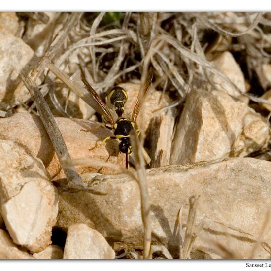 Unknown species: Animal in habitat Rock areas in the NatureSpots App