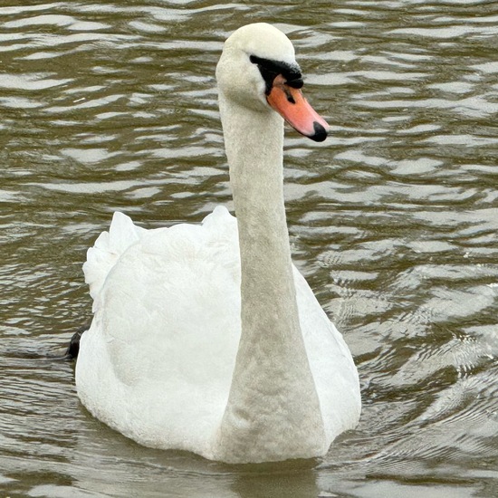 Mute swan: Animal in habitat Freshwater in the NatureSpots App