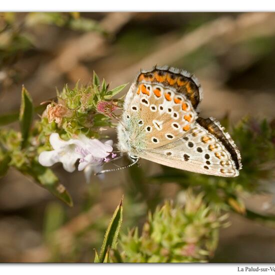 Lysandra bellargus: Tier im Habitat Felsgebiet in der NatureSpots App