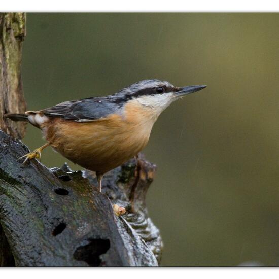 Kleiber: Tier im Habitat Hinterhof in der NatureSpots App