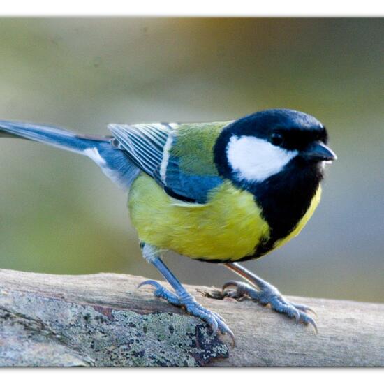 Great Tit: Animal in habitat Backyard in the NatureSpots App