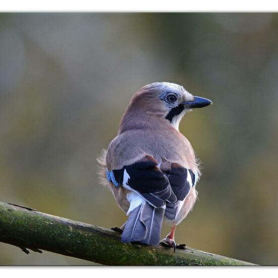 Eurasian Jay: Animal in habitat Backyard in the NatureSpots App