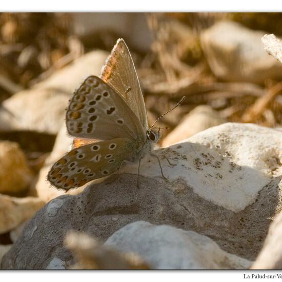 Lysandra bellargus: Tier im Habitat Felsgebiet in der NatureSpots App