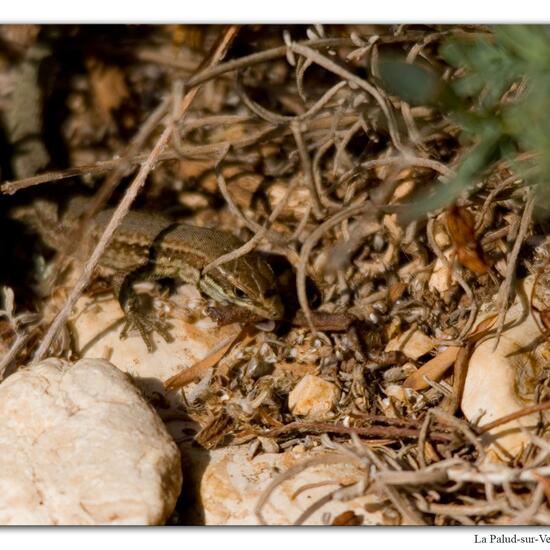 Mauereidechse: Tier im Habitat Felsgebiet in der NatureSpots App