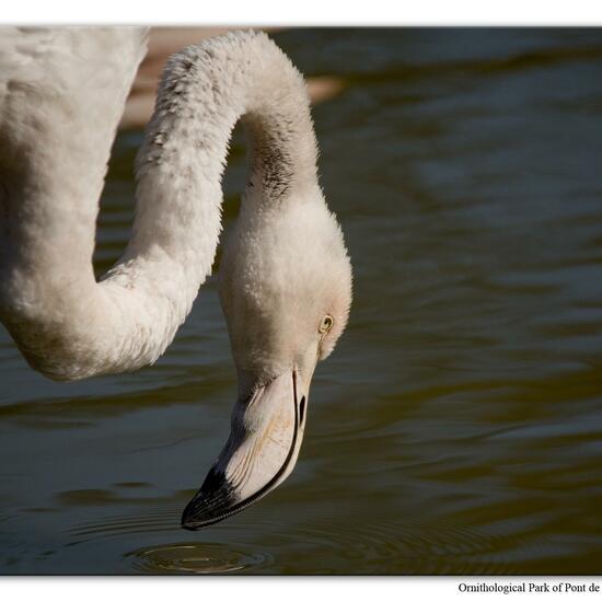 Greater Flamingo: Animal in habitat Zoo in the NatureSpots App