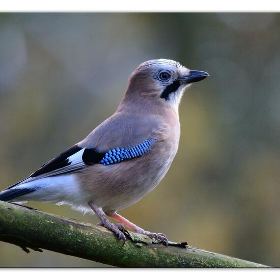 Eurasian Jay: Animal in habitat Backyard in the NatureSpots App