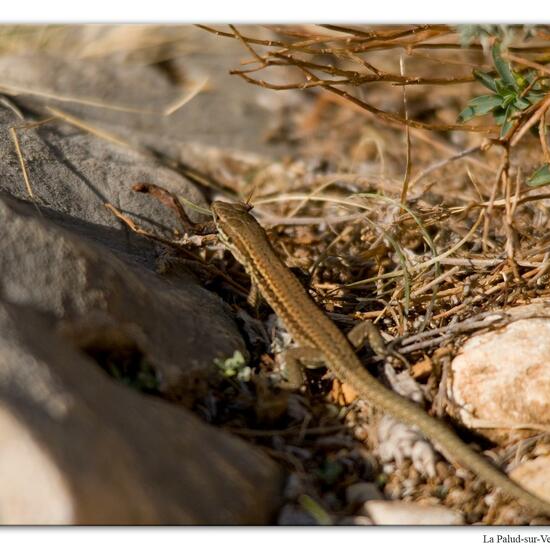 Mauereidechse: Tier im Habitat Felsgebiet in der NatureSpots App