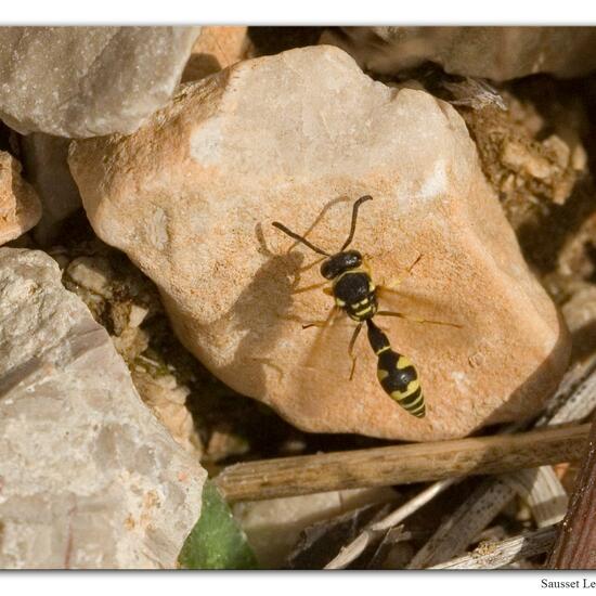 Eine unbekannte Art: Tier im Habitat Felsgebiet in der NatureSpots App