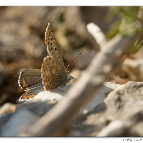 Lysandra bellargus: Tier im Habitat Felsgebiet in der NatureSpots App