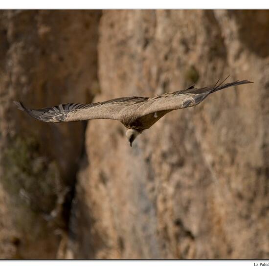 Griffon Vulture: Animal in habitat Rock areas in the NatureSpots App