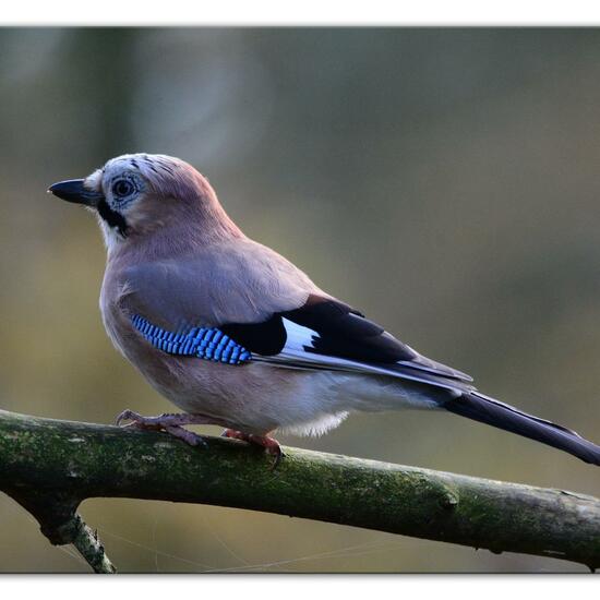 Eurasian Jay: Animal in habitat Backyard in the NatureSpots App