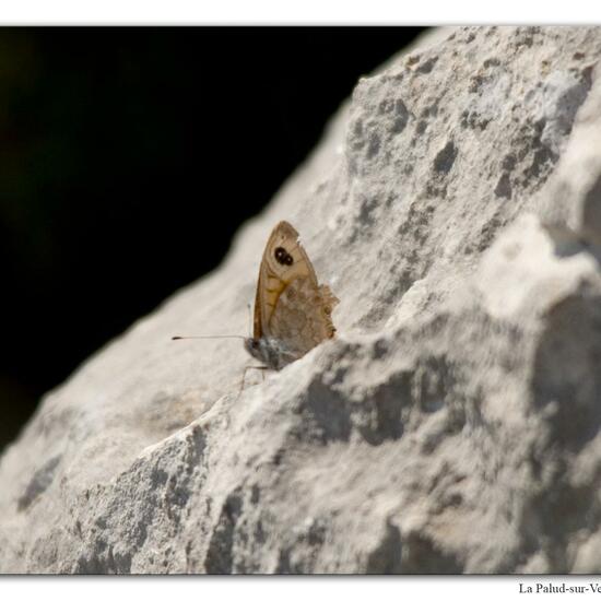 Braunauge: Tier im Habitat Felsgebiet in der NatureSpots App