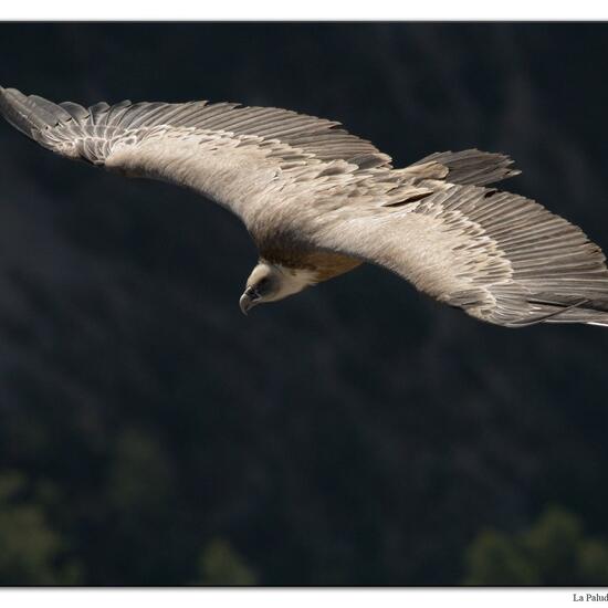 Griffon Vulture: Animal in habitat Rock areas in the NatureSpots App