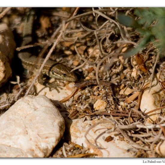 Mauereidechse: Tier im Habitat Felsgebiet in der NatureSpots App