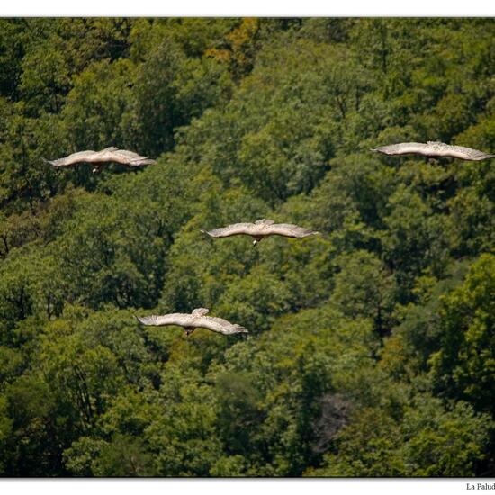 Gänsegeier: Tier im Habitat Felsgebiet in der NatureSpots App