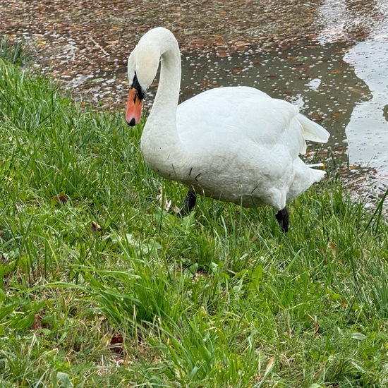 Mute swan: Animal in habitat Freshwater in the NatureSpots App