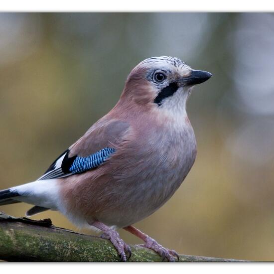 Eurasian Jay: Animal in habitat Backyard in the NatureSpots App