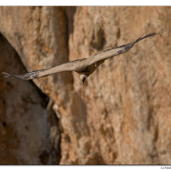 Griffon Vulture: Animal in habitat Rock areas in the NatureSpots App