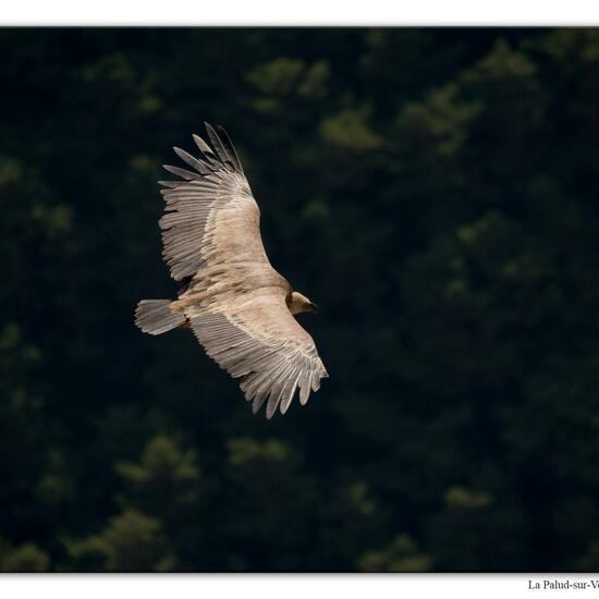 Griffon Vulture: Animal in habitat Rock areas in the NatureSpots App