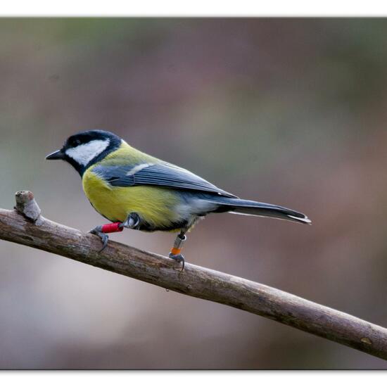 Great Tit: Animal in habitat Backyard in the NatureSpots App