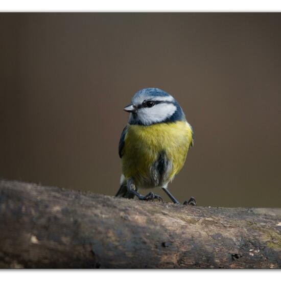 Blaumeise: Tier im Habitat Hinterhof in der NatureSpots App