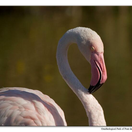 Greater Flamingo: Animal in habitat Zoo in the NatureSpots App