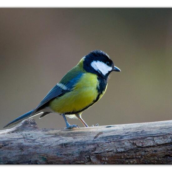 Kohlmeise: Tier im Habitat Hinterhof in der NatureSpots App