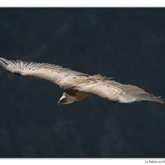 Griffon Vulture: Animal in habitat Rock areas in the NatureSpots App