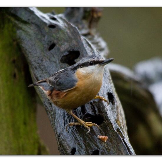 Kleiber: Tier im Habitat Hinterhof in der NatureSpots App