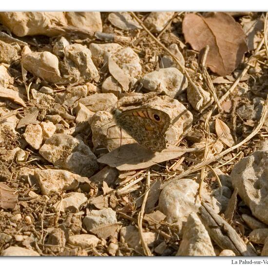 Lasiommata megera: Animal in habitat Rock areas in the NatureSpots App