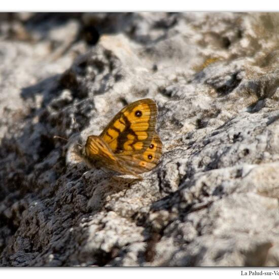 Lasiommata megera: Animal in habitat Rock areas in the NatureSpots App