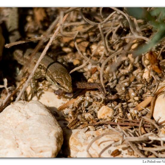 Mauereidechse: Tier im Habitat Felsgebiet in der NatureSpots App