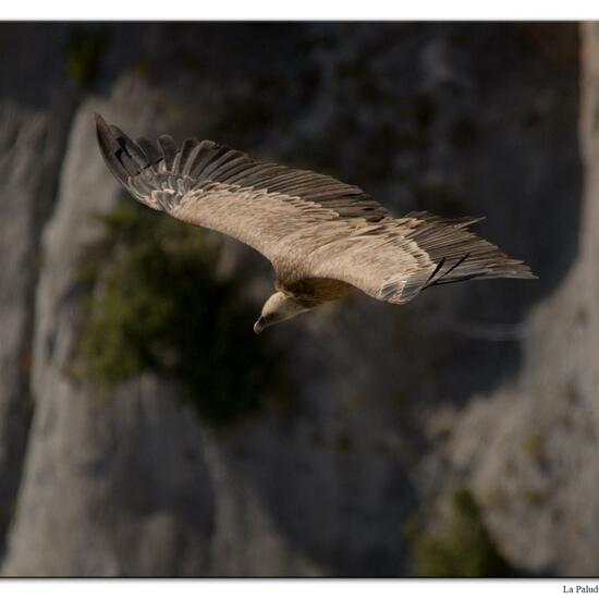 Griffon Vulture: Animal in habitat Rock areas in the NatureSpots App