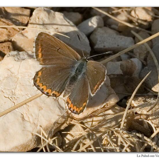 Lysandra bellargus: Tier im Habitat Felsgebiet in der NatureSpots App