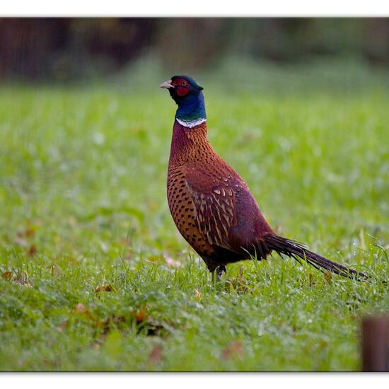 Common Pheasant: Animal in habitat Backyard in the NatureSpots App